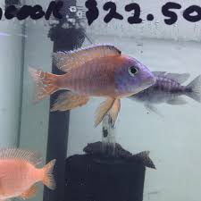 Attēlu rezultāti vaicājumam “Collaria rubens”