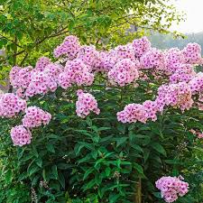 Image result for Phlox paniculata `Bright Eyes`