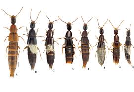 Attēlu rezultāti vaicājumam “Staphylinidae”