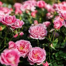 Image result for Rosengewächse