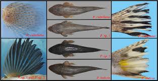 Image result for Platycephalus richardsoni