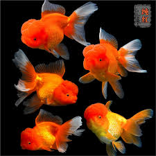 Image result for 金魚