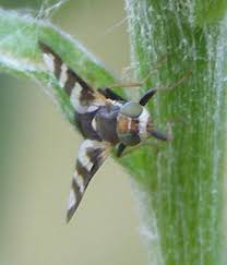 Attēlu rezultāti vaicājumam “Urophora jaceana”