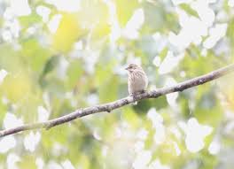 Image result for Emberiza pallasi