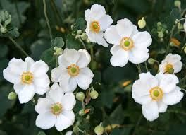 Image result for Anemonenarten