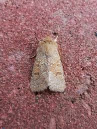 Attēlu rezultāti vaicājumam “Orthosia miniosa”