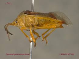 Attēlu rezultāti vaicājumam “Elasmostethus interstinctus imago”