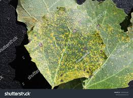 Attēlu rezultāti vaicājumam “Melampsora populnea”