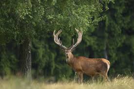 Attēlu rezultāti vaicājumam “Cervus elaphus”