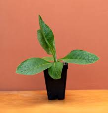 Image result for Symphytum officinale