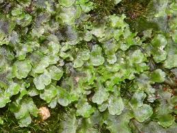 Attēlu rezultāti vaicājumam “Pellia endiviifolia”