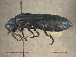 Attēlu rezultāti vaicājumam “Meloe sp. imago”