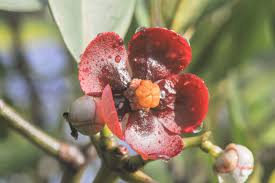 Attēlu rezultāti vaicājumam “Clusiaceae”