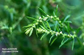 Image result for Chenopodium ambrosioides