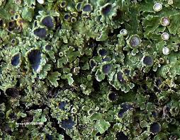 Attēlu rezultāti vaicājumam “Physconia distorta”