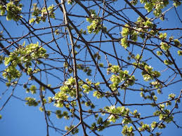 Attēlu rezultāti vaicājumam “Ulmus glabra flower”