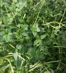 Attēlu rezultāti vaicājumam “Thymus serpyllum leaf”