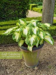 Image result for Hosta Warpaint