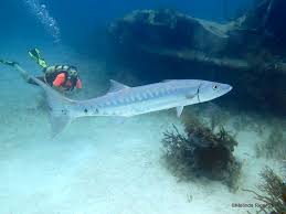 Image result for Dive Barracuda