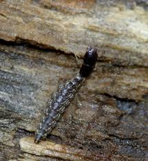 Attēlu rezultāti vaicājumam “Raphidia larva”