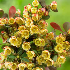 Attēlu rezultāti vaicājumam “Berberis thunbergii flower”
