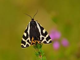 Attēlu rezultāti vaicājumam “Parasemia plantaginis female”