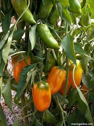 Afbeeldingsresultaat voor baby yellow sweet pepper