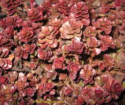 Attēlu rezultāti vaicājumam “Phedimus spurius leaf”