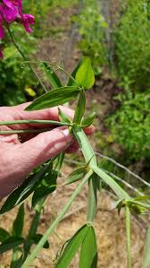 Attēlu rezultāti vaicājumam “Lathyrus latifolius leaf”