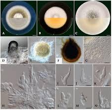 Attēlu rezultāti vaicājumam “Diderma subviridifuscum var. macrospora* young”