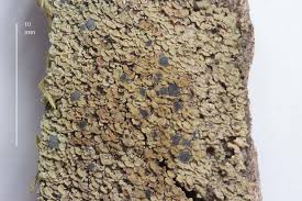 Attēlu rezultāti vaicājumam “Hypocenomyce scalaris”