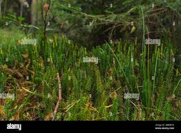 Attēlu rezultāti vaicājumam “Lycopodium annotinum”