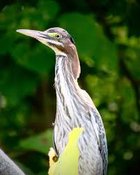 Image result for Butorides virescens