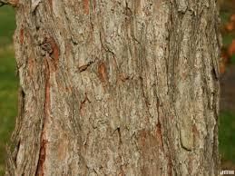 Attēlu rezultāti vaicājumam “Larix kaempferi fruit”