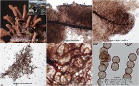 Attēlu rezultāti vaicājumam “Stemonitopsis gracilis”