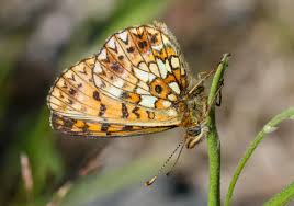 Attēlu rezultāti vaicājumam “Clossiana selene”