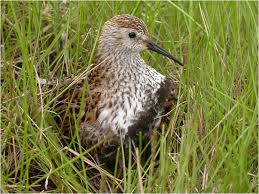 Attēlu rezultāti vaicājumam “Calidris alpina”