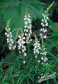 Image result for Linaria purpurea