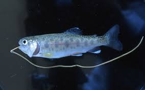 Attēlu rezultāti vaicājumam “Nematomorpha”