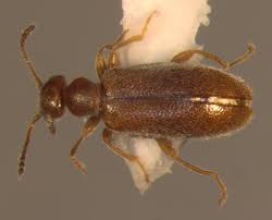 Attēlu rezultāti vaicājumam “Anthicidae”