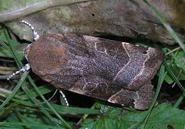 Attēlu rezultāti vaicājumam “Noctua fimbriata”