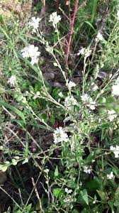 Attēlu rezultāti vaicājumam “Berteroa incana flower”