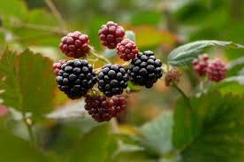 Image result for Rubus sectio