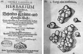 Attēlu rezultāti vaicājumam “Didymium serpula young”