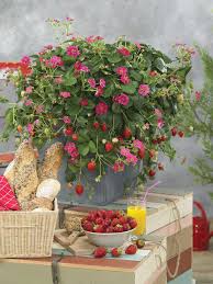 Attēlu rezultāti vaicājumam “Fragaria x ananassa flower”