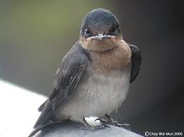 Attēlu rezultāti vaicājumam “Hirundo rustica juvenile”