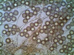 Attēlu rezultāti vaicājumam “Pachyphloeus melanoxanthus”