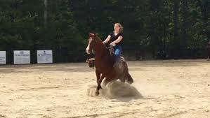 Image result for South Weylands Equestrian