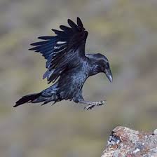 Attēlu rezultāti vaicājumam “Corvus corax adult”