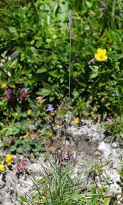 Attēlu rezultāti vaicājumam “Festuca ovina flower”